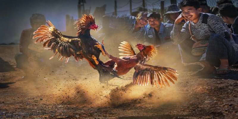 chien-thuat-dat-cuoc-da-ga-cua-mang-lai