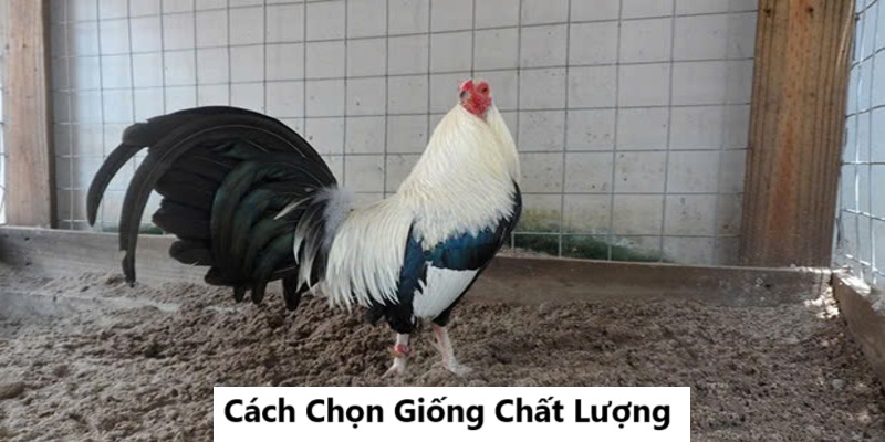 kinh-nghiem-nuoi-ga-da-cua-sat