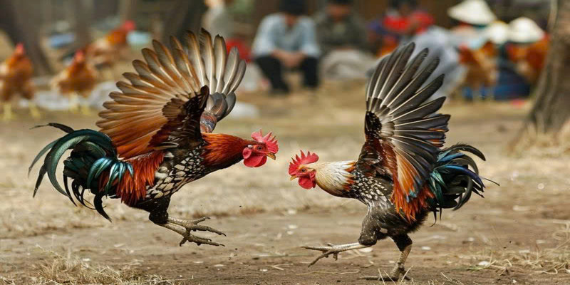 tran-dau-truc-tiep-da-ga-cua-mang-lai
